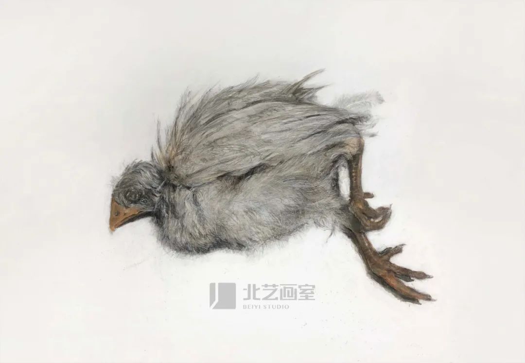 k8凯发(中国)天生赢家·一触即发2023届学员新素描作品