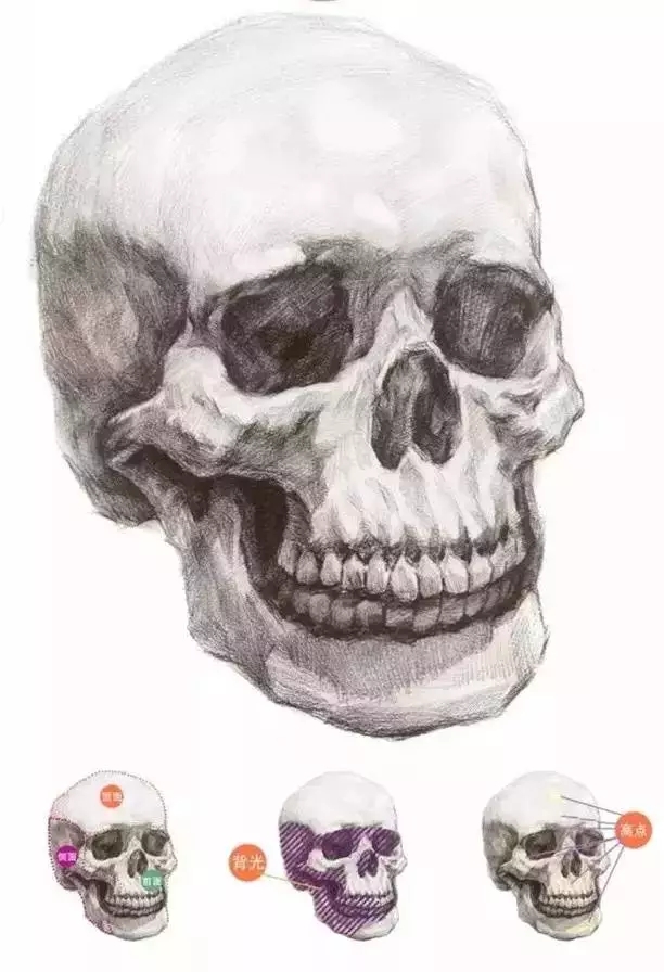 画好头骨相关知识点